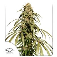 Dutch  Passion  Cannabis  Seeds  Ice  Cream  Haze