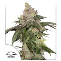 Dutch Passion Cannabis Seeds Kerosene Krash