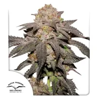 Dutch  Passion  Cannabis  Seeds  Kingston  Punch