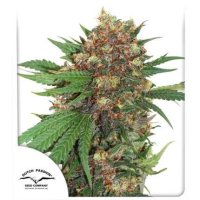 Dutch  Passion  Cannabis  Seeds  Master  Kush