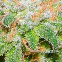 Dutch  Passion  Cannabis  Seeds  Melonade  Runtz  Auto