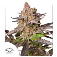 Dutch  Passion  Cannabis  Seeds  Melonade  Runtz