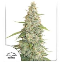 Dutch  Passion  Cannabis  Seeds  Meringue