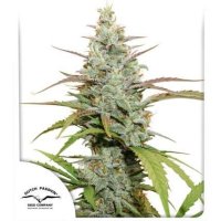 Dutch  Passion  Cannabis  Seeds  Mokum  S  Tulip