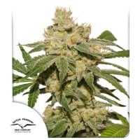 Dutch  Passion  Cannabis  Seeds  Oh  My  Gusher  Auto