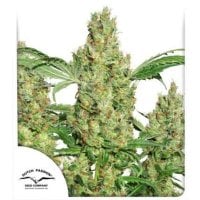 Dutch  Passion  Cannabis  Seeds  Power  Plant