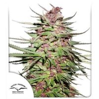 Dutch  Passion  Cannabis  Seeds  Purple 1