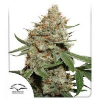 Dutch  Passion  Cannabis  Seeds  Skunk 11