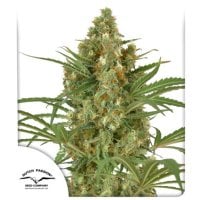 Dutch  Passion  Cannabis  Seeds  Snow  Bud