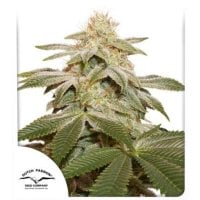 Dutch Passion Cannabis Seeds Sugar Bomb Punch