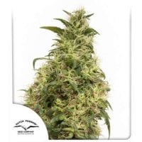 Dutch  Passion  Cannabis  Seeds  Thc  Victory