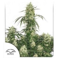 Dutch  Passion  Cannabis  Seeds  The  Ultimate