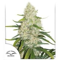 Dutch  Passion  Cannabis  Seeds  Think  Big  Auto