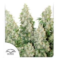 Dutch  Passion  Cannabis  Seeds  Think  Different  Auto