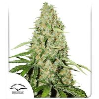 Dutch  Passion  Cannabis  Seeds  Think  Fast