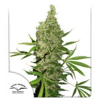 Dutch  Passion  Cannabis  Seeds  White  Widow  X  The  Ultimate