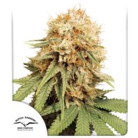 Dutch  Passion  Cannabis  Seeds  White  Widow