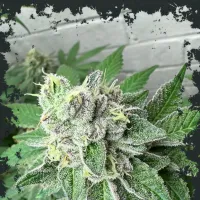 Eleven  Thirty  Genetics  Cannabis  Seeds  Garlic  Budder