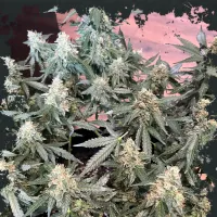 Eleven  Thirty  Genetics  Cannabis  Seeds  Lung  Ztrikez  Auto
