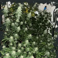 Eleven  Thirty  Genetics  Cannabis  Seeds  Lung  Ztrikez