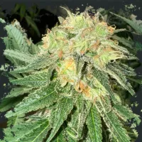 Eleven  Thirty  Genetics  Cannabis  Seeds  Toad  Venom  Auto