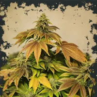 Eleven  Thirty  Genetics  Cannabis  Seeds  Zerbert  Auto