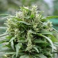 Emerald  Triangle  Cannabis  Seeds  Blueberry  Headband