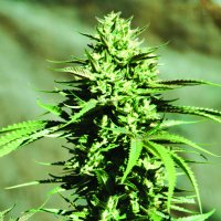 Emerald Triangle Cannabis Seeds California Wildfire