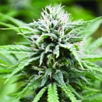 Emerald  Triangle  Cannabis  Seeds  Candyland