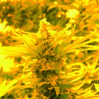 Emerald  Triangle  Cannabis  Seeds  Cheesy  Headband