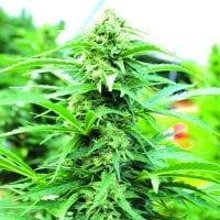 Emerald  Triangle  Cannabis  Seeds  Cherry  O  G