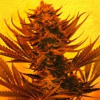 Emerald  Triangle  Cannabis  Seeds  Critical 707  Cbd