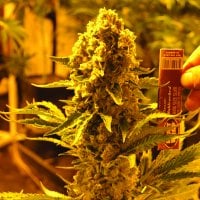 Emerald  Triangle  Cannabis  Seeds  Critical 707