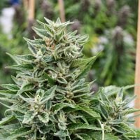 Emerald  Triangle  Cannabis  Seeds  Critical  Sour  Diesel  Cbd