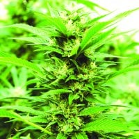 Emerald  Triangle  Cannabis  Seeds  Emerald  Jack