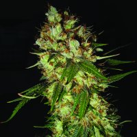 Emerald  Triangle  Cannabis  Seeds  G13  X  Blueberry  Headband