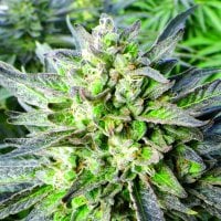 Emerald  Triangle  Cannabis  Seeds  Grapefruit  Krush