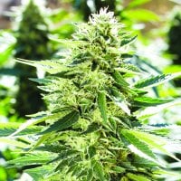Emerald  Triangle  Cannabis  Seeds  Lemon  Diesel