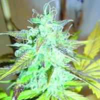 Emerald  Triangle  Cannabis  Seeds  Lemon  Haze  Auto