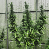 Emerald  Triangle  Cannabis  Seeds  Leviathan  Cbg