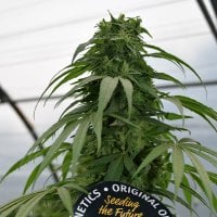 Emerald  Triangle  Cannabis  Seeds  Mandarin  Mimosa