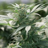 Emerald  Triangle  Cannabis  Seeds  Morning  Star