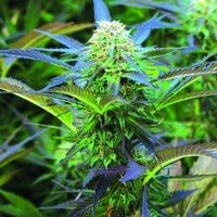 Emerald  Triangle  Cannabis  Seeds  Royal  Purple  Kush  Auto