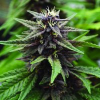 Emerald  Triangle  Cannabis  Seeds  Royal  Purple  Kush  Cbd