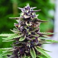 Emerald  Triangle  Cannabis  Seeds  Royal  Purple  Kush
