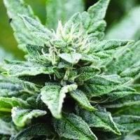Emerald  Triangle  Cannabis  Seeds  San  Fernando  Valley  Og  Kush  X  Rpk