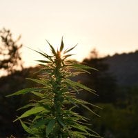 Emerald  Triangle  Cannabis  Seeds  Sherbet  Dip