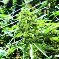 Emerald  Triangle  Cannabis  Seeds  Sour  Lemon  Og