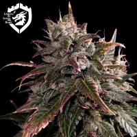 Empire  Cannabis  Seeds  Bubble  Bath