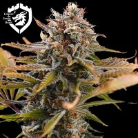 Empire  Cannabis  Seeds  Fatso